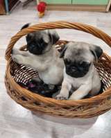Щенки мопса