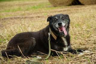 Замечательный пёсик Бим очень хочет стать домашним