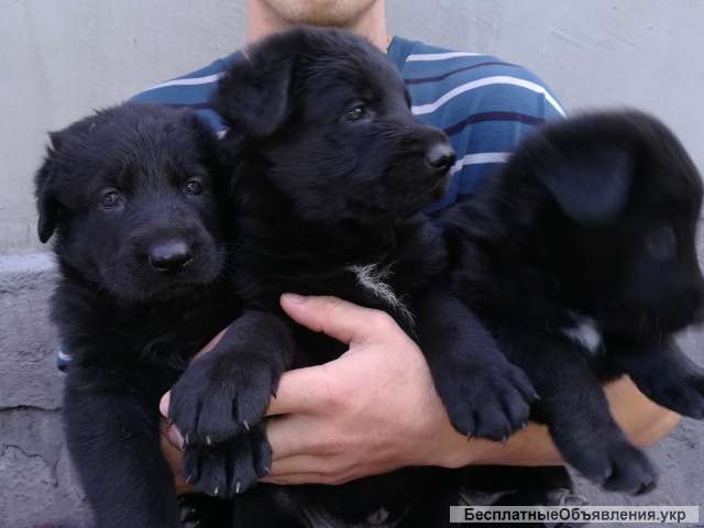 Щенков немецкой овчарки