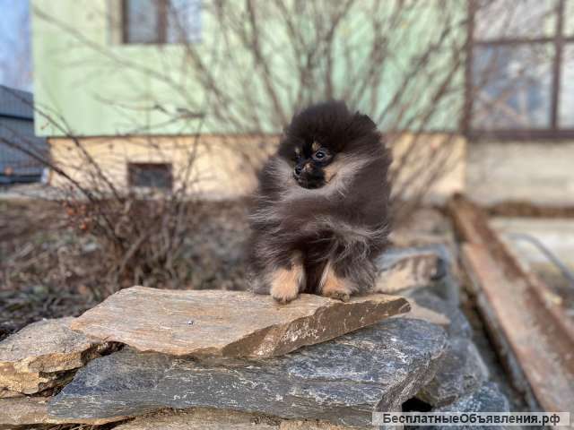 Щенки померанского шпица очень красивые