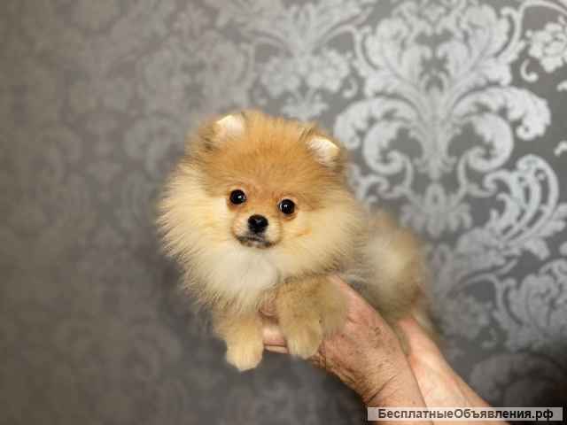 Щенки померанского шпица очень красивые