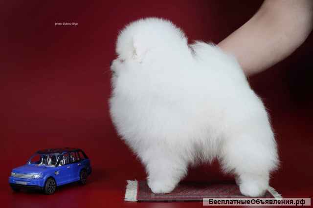 Щенки померанского шпица очень красивые