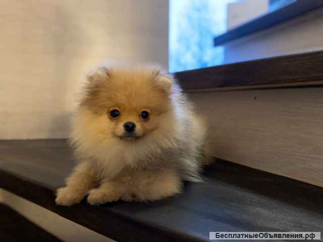 Щенки померанского шпица очень красивые