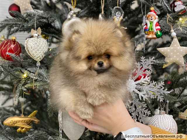 Щенки померанского шпица очень красивые