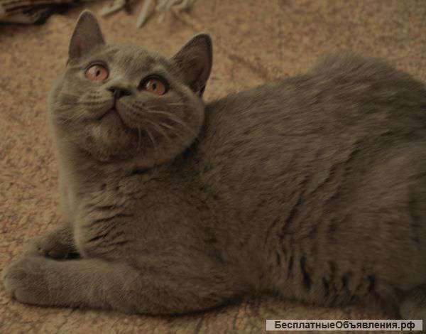 Британские котята