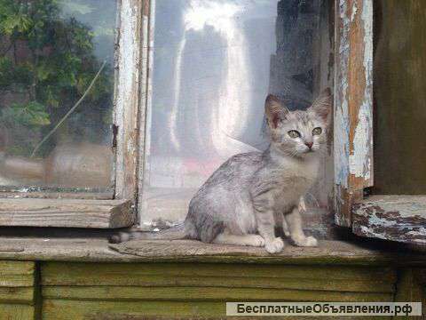 Отдам красоту неземную в добрые руки