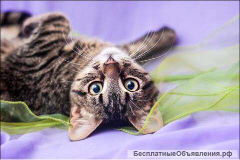 Отдам Макса, 5 месяцев
