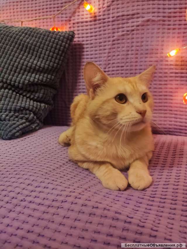 Рыжий ласковый, урчащий котик в добрые руки