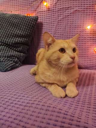 Рыжий ласковый, урчащий котик в добрые руки