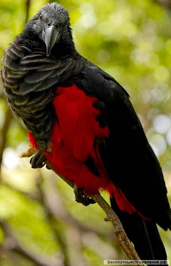 Грифовый или щетиноголовый попугай ручные птенцы из питомника