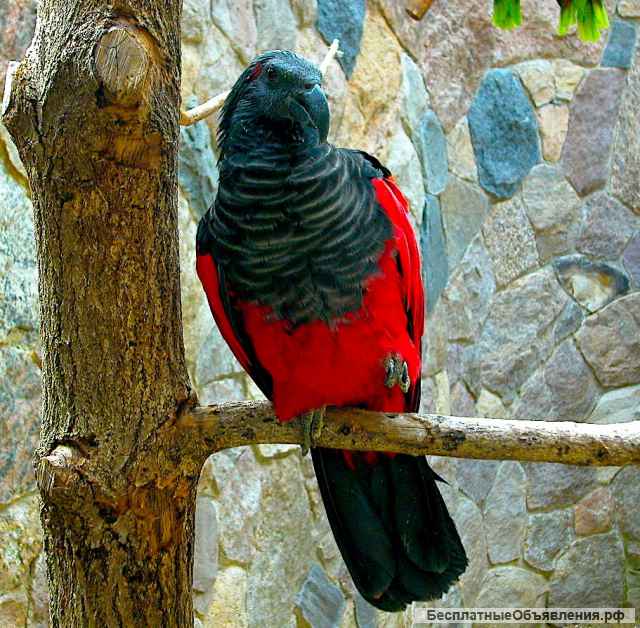 Грифовый или щетиноголовый попугай ручные птенцы из питомника