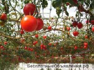 Опоры для садовых растений стеклопластиковые "АСП-Хим"