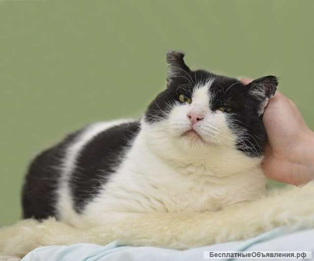 Кот очень хочет быть домашним
