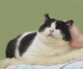 Кот очень хочет быть домашним