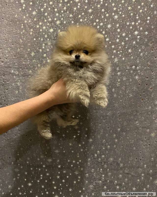 Щенки померанского шпица