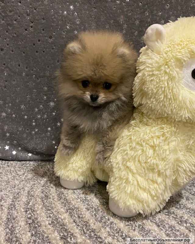 Щенки померанского шпица