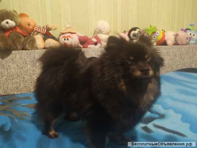 Щенки померанского шпица