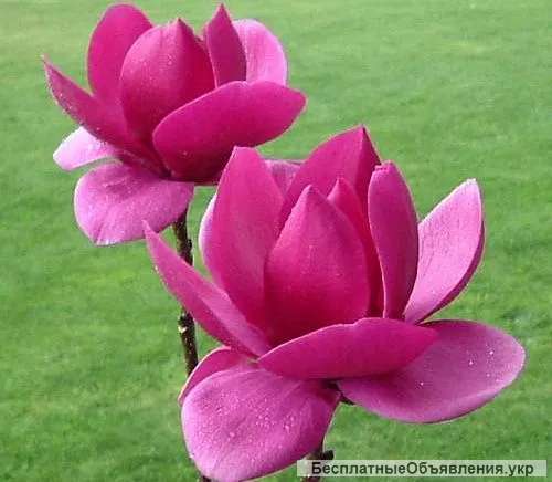 Магнолия 'КЛЕОПАТРА' / Magnolia 'CLEOPATRA' Гибрид Морозостойкий