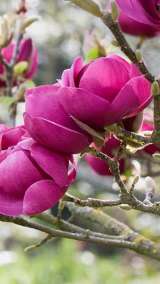 Magnolia Black Tulip, Магнолия Блэк Тюлип морозостойкая гибрид