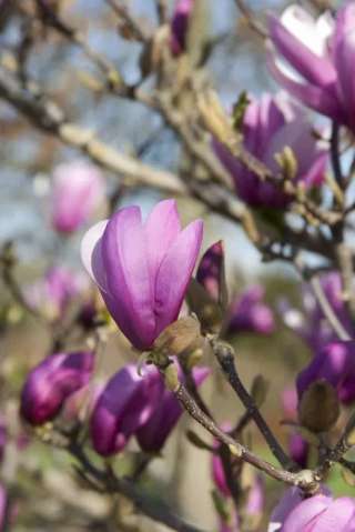 Магнолия лилиецветная Лилиефлора Нигра (Magnolia liliiflora “Nigra”)