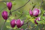 Магнолия лилиецветная Лилиефлора Нигра (Magnolia liliiflora “Nigra”)