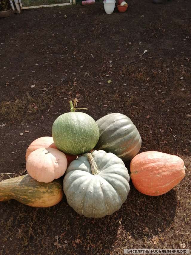 Тыквы