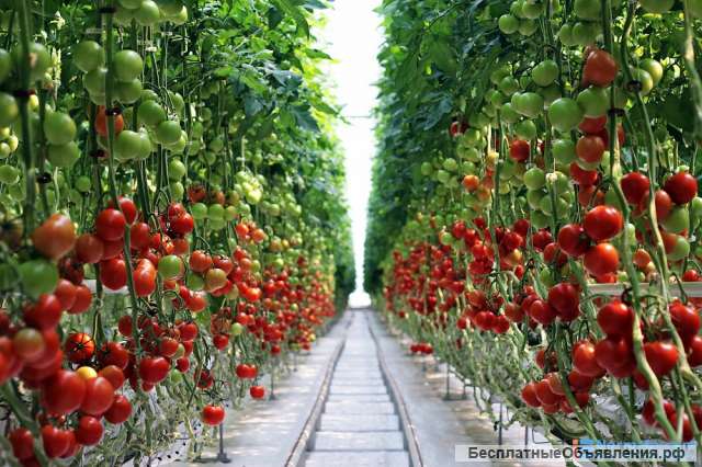 Разнорабочие в теплицы