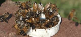 Вітаміни для бджіл (натуральний)
