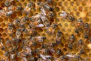 Вітаміни бджолам