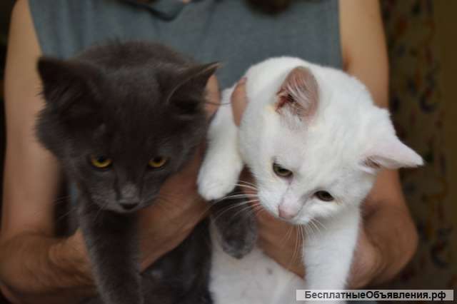 Котята Шарлотта и Кузьма в самые добрые руки