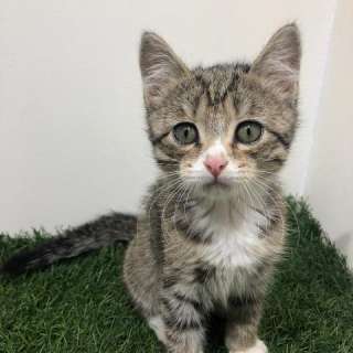 Котенок Рита в добрые руки