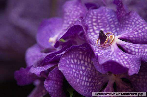 Свадебный фотограф