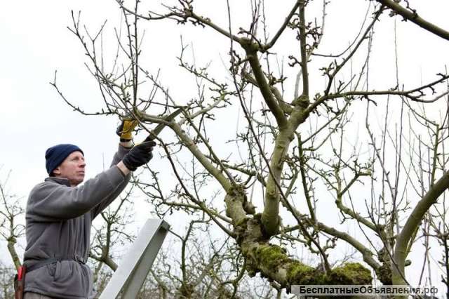 Обрезка и формирование кроны деревьев в Дмитрове
