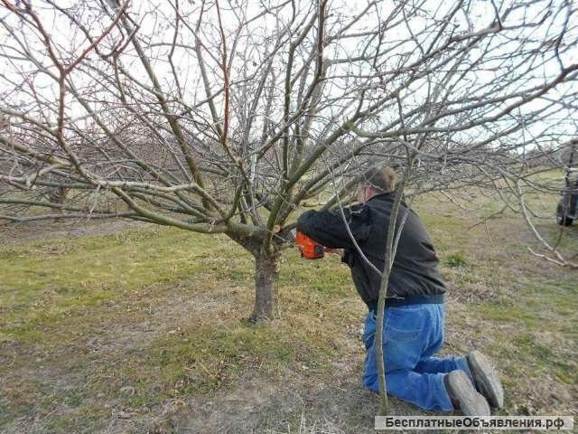 Омолаживающая обрезка деревьев и кустарников в Ивантеевке