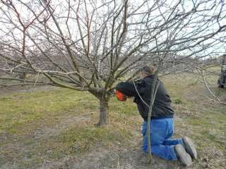 Получить разрешение на обрезку деревьев в Красногорске