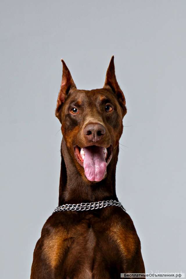 Фотосессия с доберманом