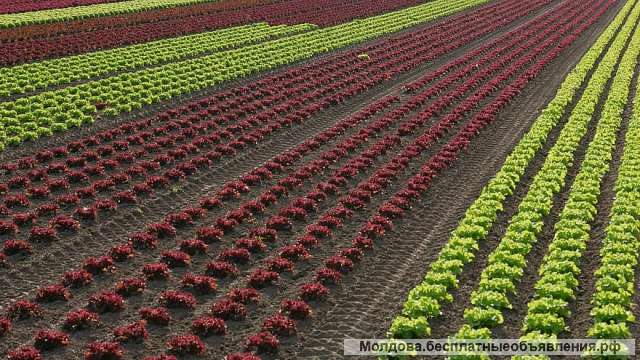 Работа в Австралии