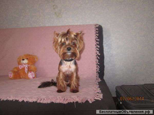 Йорширский терьер ВЯЗКА