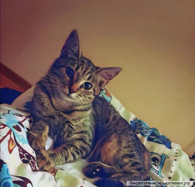 Котёнок