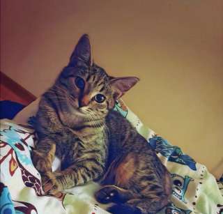 Котёнок