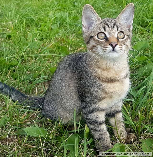 Хороший добрый котик в хорошие руки