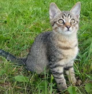 Хороший добрый котик в хорошие руки