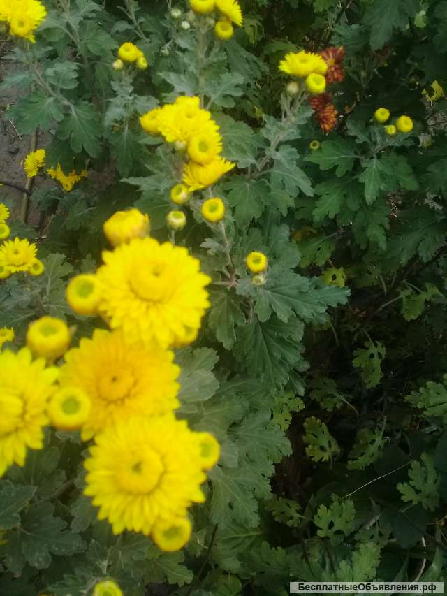 Хризантема жёлтая