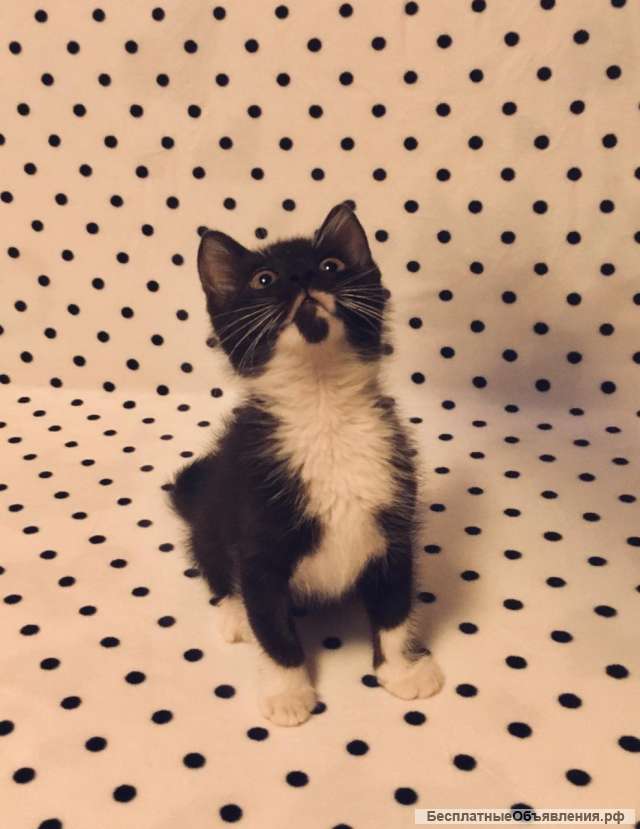Котенок Ларго в добрые руки