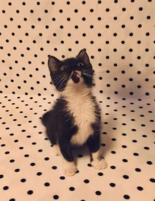 Котенок Ларго в добрые руки