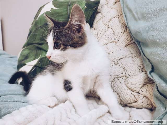 Милейшие котята Коровкины в добрые руки