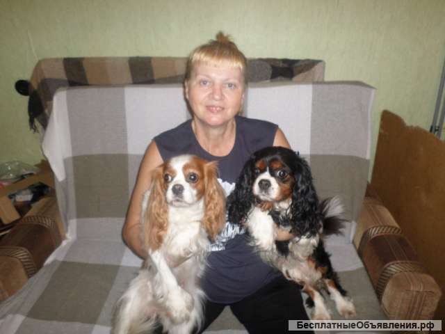 Кавалер Кинг Чарльз спаниель для вязок. Инструктор по вязкам. Осеменение. Роды.