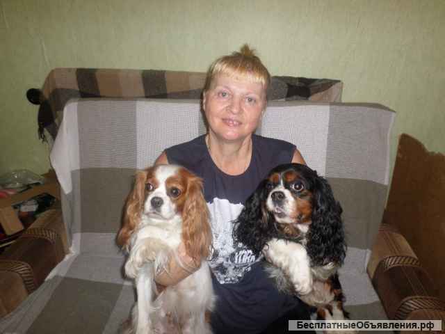 Кавалер Кинг Чарльз спаниель для вязок. Инструктор по вязкам. Осеменение. Роды.