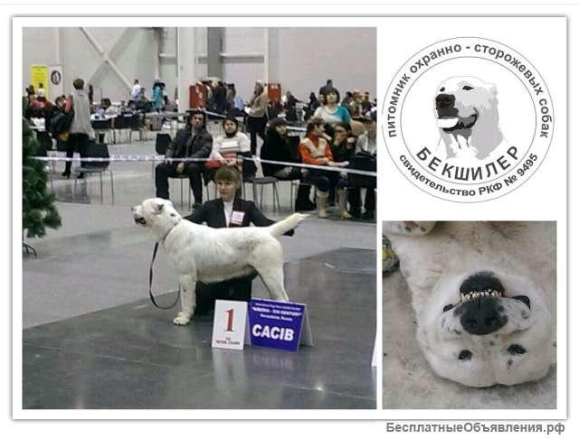 Кинолог/вожатый