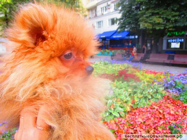 Щенки цвергшпица